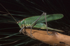 Calliphona (Calliphonides) alluaudi Bolívar, 1893: Photo: Pedro Oromí. female. (Otu).