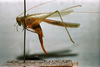 CollectionObject 1564302; 76a0f9a9-86a0-4da4-ae91-46fb945bc624: female, lateral view (syntype). (CollectionObject).