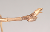 CollectionObject 1561742; NHMUK(SF IMPORT DUPLICATE) 845008, fc9b17cc-94ea-4e9b-a418-45edf38a4f23: copyright Natural History Museum, London. male: end of abdomen, lateral view (holotype). (CollectionObject).