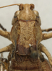 CollectionObject 1535132; 88410680-cf37-4b8f-836b-71c7238efcd2: female pronotum, dorsal view (syntype). (CollectionObject).