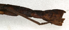 CollectionObject 1559506; NMW 560, 225e756c-ecb6-49b7-b6f7-04259925a4b0: copyright NMW, Vienna. female: end of abdomen, lateral view of Prisomera rusticum (holotype). (CollectionObject).