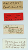 CollectionObject 1533183; 7be62e41-b2e9-450f-813a-e060cec74df2: labels (holotype). (CollectionObject).