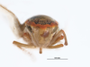 Head on Coronigoniella rubrahua Young, 1977: (Observation).