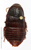 CollectionObject 1587522; MNHN(SF IMPORT DUPLICATE) MNHN-EP-EP819, ec99d7a1-4a67-4af9-90af-1a48d4a4e640: CC BY-NC-ND 4.0/MNHN - Depraetere Marion - 2014. Paratype, female, of parvus Grandcolas & Park, 2005. Specimen number: MNHN-EP-EP819. http://coldb.mnhn.fr/catalognumber/mnhn/ep/ep819. (CollectionObject).