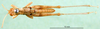 CollectionObject 1576975; 135e49be-3230-4bd4-b10a-9716b71de9c0: male, dorsal view (paralectotype). (CollectionObject).