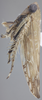 Habitus, lateral view: !! display not done !! on Acinopterus angulatus Lawson, 1922: Lateral. (Observation).