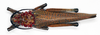 CollectionObject 1580387; e480a5f7-d355-4e16-bcac-1c5621235245: female, dorsal view (paralectotype of Phymateus puniceus). (CollectionObject).
