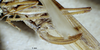 CollectionObject 1503383; MBBJ 3226102, 960b7e94-d0ab-442a-b040-af6c765770b4: female ovipositor (syntype). (CollectionObject).