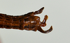 CollectionObject 1562221; 3d1b5623-a7f1-41dd-b5a8-6eb996f51715: copyright USNM, Washington. (CollectionObject).