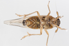 Live specimen: !! display not done !! on Muellerianella laminalis (Van Duzee, 1897): (Observation).