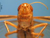 CollectionObject 1538340; dae0d230-ad6d-48d0-ae24-3ae063ab80a1: female, frontal view (holotype). (CollectionObject).