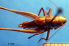 CollectionObject 1530693; 04647957-970c-4b5a-846f-93d1d3246651: male, dorsal view (syntype). (CollectionObject).