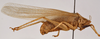 CollectionObject 1534491; 5ecc8c43-e2ff-4876-9ec0-81ab2154ed10: male, lateral view (syntype). (CollectionObject).