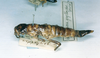 CollectionObject 1557012; 6da4cd66-7f8d-4e2f-9efa-f13dc9f4b767: copyright MNHN, Paris. female (holotype?, or is the ht lost). (CollectionObject).