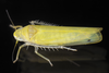 Live specimen: !! display not done !! on Dikrella (Dikrella) scimitar Chandler, 2017: Dikrella scimitar, female. Boxford, Essex Co., Massachusetts; September 4, 2020; det. D.S. Chandler. (Observation).