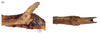 CollectionObject 1597520; 69968436-0625-430b-8a0e-aa56e5f5caaa, QIMR T250920: copyright QM. male: end of abdomen, lateral & dorsal views (paratype). (CollectionObject).