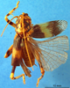 CollectionObject 1505250; f6343758-bbe0-47e4-9c5d-f7321849863d: male, dorsal view (holotype of Gryllacris baramica). (CollectionObject).