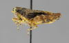 CollectionObject 1523005; 119934c1-b9e3-47f3-be78-d595597d670a: female, lateral view (holotype). (CollectionObject).