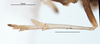 Other: !! display not done !! on Peregrinus maidis (Ashmead, 1890): (Observation).