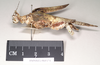 CollectionObject 1561354; NHMUK(SF IMPORT DUPLICATE) 845174, 55a73d33-d7a8-47ac-b558-273efabf71c9: copyright Natural History Museum, London. female of synonym Prisopus fisheri, lateral view (holotype). (CollectionObject).