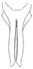 Prohimerta (Prohimerta) annamensis Hebard, 1922: Pl. XI, Fig. 19 (after type). male subgenital plate, ventral outline. (Otu).