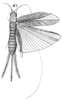 Pl. 18, Fig. 62(5). female. Depicts Xenogryllus marmoratus (Haan, 1844), an Otu.