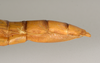 CollectionObject 1563074; 6ff5f9fc-0acd-4602-a954-2a37eb29a78a: copyright ZMUH, Hamburg. female: end of abdomen, lateral view (holotype). (CollectionObject).