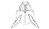 Propedies microsanguineus Cigliano & Lange, 1998: Fig. 2F. Distal portion of phallic complex, male (ventral view). (Otu).