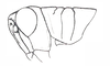Timotes parvum Roberts, 1937: Fig. 18. male, head and pronotum, lateral view. (Otu).