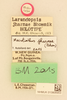 CollectionObject 1518315; de9d34ca-fd8c-4ea5-b56f-8c72a029bc7c, NHMUK013806953: labels (holotype). (CollectionObject).
