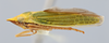 Habitus, lateral view on Draeculacephala robinsoni Hamilton, 1967: (Observation).