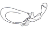 Eucephalacris borellii (Giglio-Tos, 1897): Fig. 134. endophallus, lateral view. (Otu).
