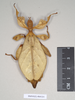 CollectionObject 1561206; NHMUK(SF IMPORT DUPLICATE) 845231, 017ea3bc-4a32-4789-b6c8-71a8bd68f4b1: copyright Natural History Museum, London. female (holotype). (CollectionObject).