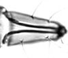 Subgenital plate.: Rostrum (URS) of A. thaspii. (Observation).