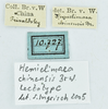 CollectionObject 1532815; 8d2dffe3-973e-4186-bec6-3542734fff5e, NMW 10.727: labels (male lectotype). (CollectionObject).