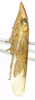 Habitus, lateral view on Krocolidia rufilinea Dietrich, 2003: Male holotype [BMNH]: habitus, lateral view. (Observation).