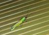 Enoplotettix gardineri (Bolívar, 1912): 2013. male (Mahé). (Otu).