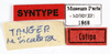 CollectionObject 1587898; MNHN(SF IMPORT DUPLICATE) MNHN-EP-EP1868, 07c63d1a-59c4-4166-9c82-bbc173b27086: CC BY-NC-ND 4.0/MNHN - Depraetere Marion - 2014. Syntype, female. Specimen number: MNHN-EP-EP1868. http://coldb.mnhn.fr/catalognumber/mnhn/ep/ep1868. (CollectionObject).