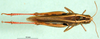 CollectionObject 1530746; 451c0c65-38ce-4605-9f7c-c1b80c20620b: female, dorsal view (syntype). (CollectionObject).