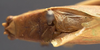 CollectionObject 1505870; e7a7707e-659d-44be-866c-bd957e5e5b60: male, right stridulatory area (holotype). (CollectionObject).