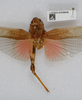 CollectionObject 1519549; ceca0743-ed88-44ce-b8f3-d322f00a36d4: dorsal view (holotype). (CollectionObject).