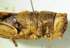 CollectionObject 1498689; 073df9fa-8cd1-473c-b739-0df2f134f2a0: female head and pronotum, lateral view. (CollectionObject).