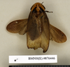 CollectionObject 1572966; 6b895293-0fa9-4c29-9dd7-fbdfbd4ff5ac: Copyright Natural History Museum, London. Non-type (adult male) in BM(NH). Dorsal view. (CollectionObject).