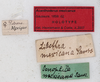 CollectionObject 1561879; 05e770bd-4413-43be-a4bf-4e5a48ea5640: copyright MHNG Geneva. female, data labels (holotype). (CollectionObject).