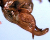 CollectionObject 1517249; 790287e2-1c7c-46fb-ad4a-2524fbd7f988: male cerci (holotype). (CollectionObject).