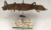 CollectionObject 1562284; NMW 708, 57a29033-ed08-4978-945f-2d0d623ca9a6: copyright NMW, Vienna. female, lateral view (holotype). (CollectionObject).