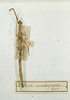 CollectionObject 1562382; 514fc132-846c-4bb6-8531-acc3828dec4f: copyright MNHN, Paris. female (holotype). (CollectionObject).