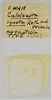 CollectionObject 1599714; c8b6366f-0316-46c9-8523-f019c0d94b9e: (CollectionObject).