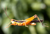 Cornops frenatum cannae Roberts & Carbonell, 1979: male habitus. (Otu).