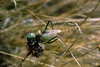 CollectionObject 1536564; 5c567141-9ec7-49c3-8911-7190928a6949, CH2034: male. (CollectionObject).